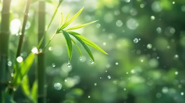 晨光微露 - 飘花电影网竹影清风影像