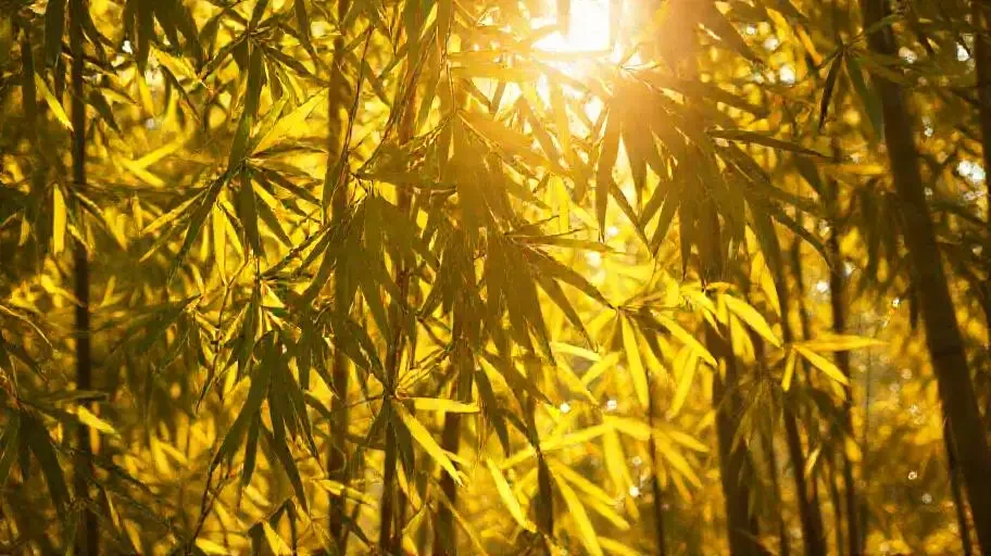 叠翠流金 - 飘花电影网竹影清风影像